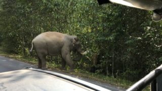 タイで見た野生のゾウ